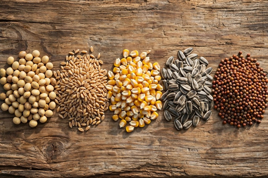 Granos y semillas agrícolas seleccionadas