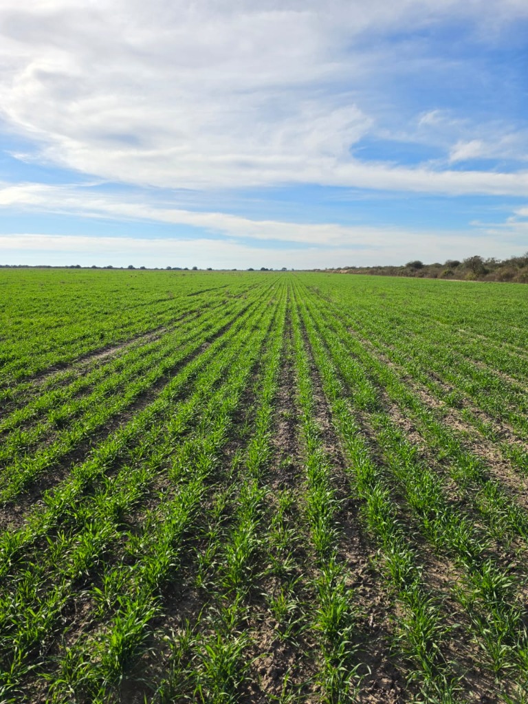 Servicio de siembra agrícola profesional RonAgro